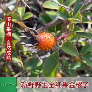 全红果野生金樱子鲜果深山采摘泡酒新鲜自然熟中药材糖罐子刺梨果