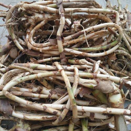 阳春特产新鲜砂仁根生天然种植