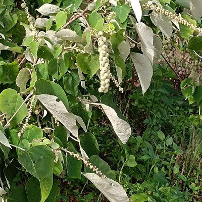 新鲜采挖野生白背叶根白小娘根白少娘帽顶树根白膜根白朴根白娘仔