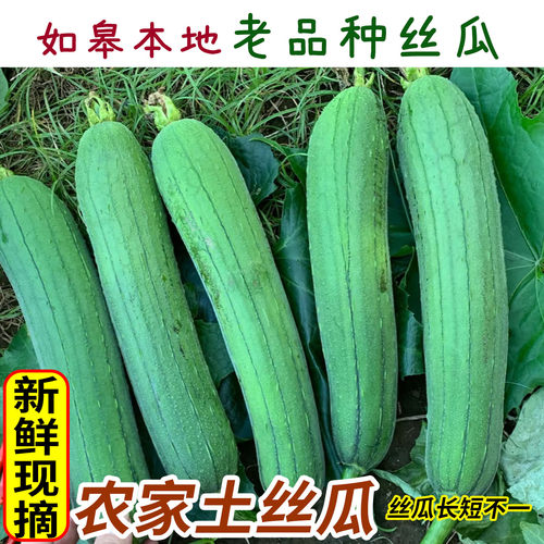 如皋新鲜丝瓜农家自种老品种丝瓜