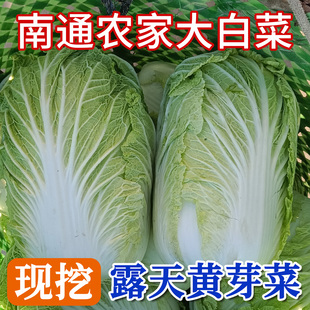 新鲜大白菜农家自种露天霜冻大白菜南通农村本地白菜现摘黄芽菜