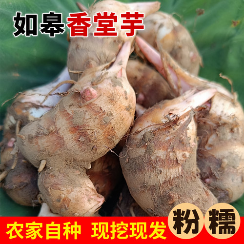 正宗如皋芋头现发香堂芋农家自种新鲜芋头仔小毛芋头可食用可做种