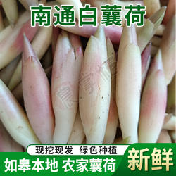 南通新鲜白蘘荷阳荷江苏如皋特产洋荷 农家种植阳藿现挖 下原蘘荷