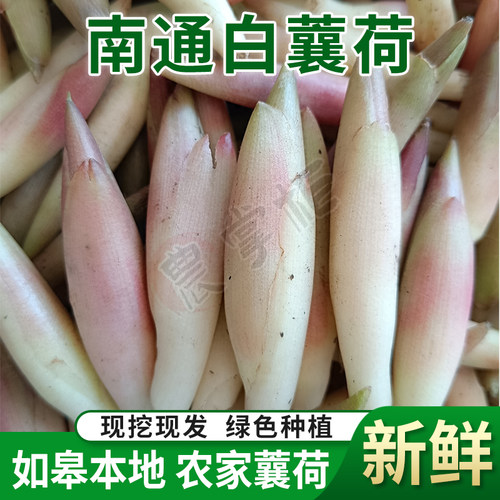 如皋特产蘘荷新鲜现挖南通白阳荷