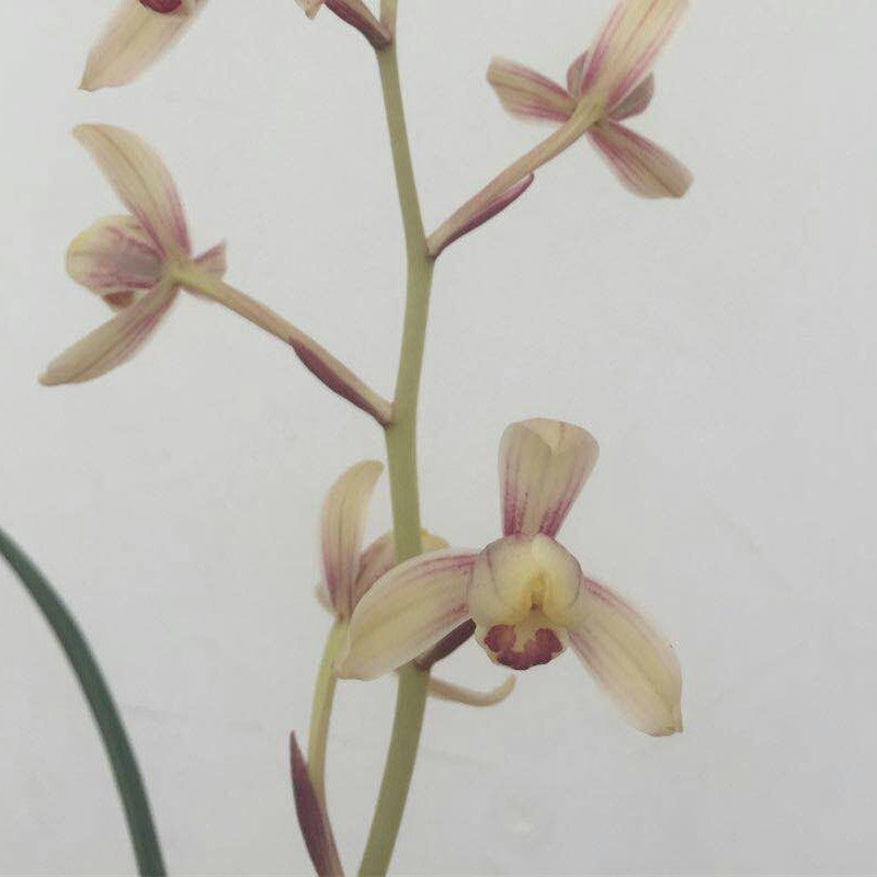 如意红梅 建兰兰花四季浓香 花卉盆景盆栽土绿植夏季草植物包邮