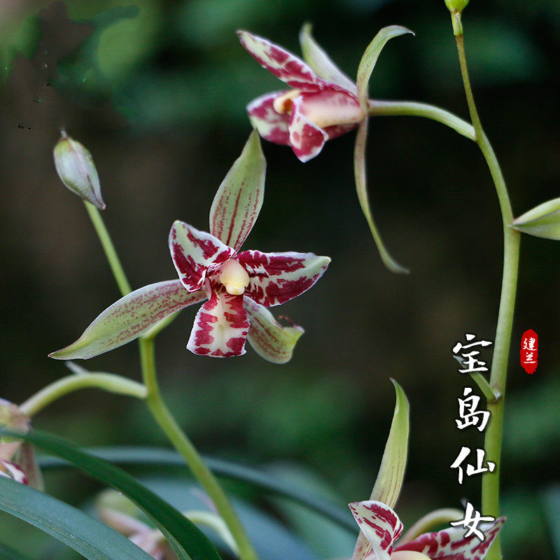 宝岛仙女 四季兰花建兰多花苗浓香型花卉室内盆栽绿植物