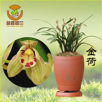 金荷 兰花建兰四季兰国兰草包邮 荷瓣花朵 室内阳台绿 色植物