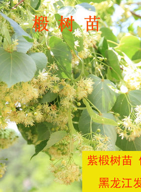 东北紫椴蜜源高大黑龙江景观树