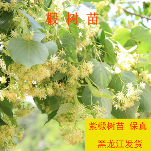 东北紫椴树苗蜜源树苗绿化庭院树景观树高大乔木椴树包活黑龙江苗