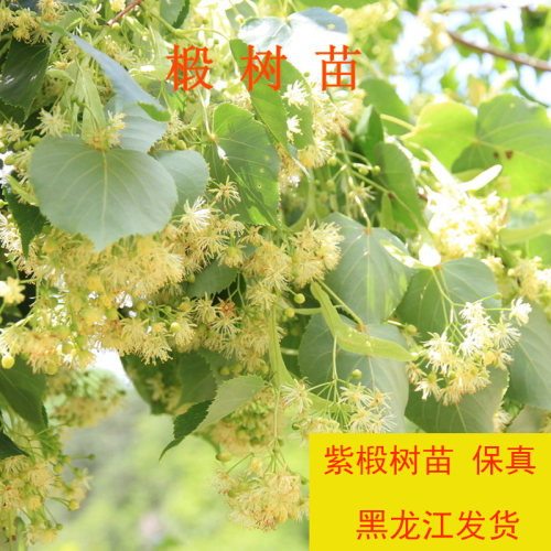 东北紫椴蜜源高大黑龙江景观树