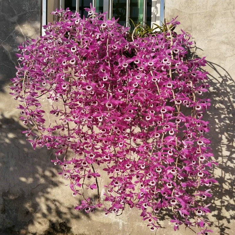 喇叭唇石斛花墙吊兰花庭院室内阳台壁挂绿植物盆栽原种已带花苞芽,鲜花速递/花卉仿真/绿植园艺,国兰/杂交兰/洋兰类,淘宝优惠券,粉丝福利购,淘宝优惠卷
