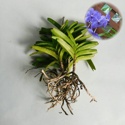 国庆节 爱优尚彩色蝴蝶兰盆栽花卉盆景乔迁开业送礼植物兰花 虎窝淘