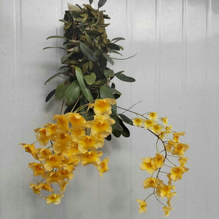 龟背石斛盆栽花卉庭院阳台板植吊兰寄生绿植物可药用煲汤观赏带根