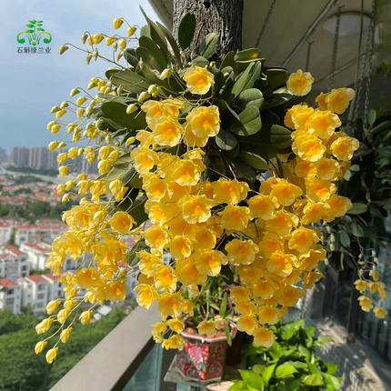 无土板植寄生吊挂洋兰龟背石斛吊兰窗阳台室内盆栽花卉鲜条