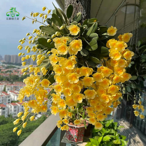 无土板植寄生吊挂洋兰龟背石斛吊兰窗阳台室内盆栽花卉鲜条