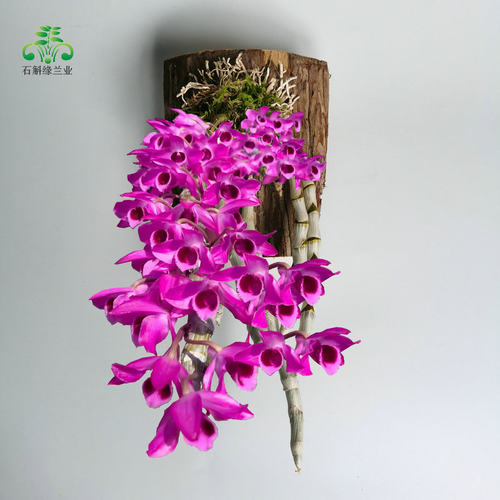 麝香石斛庭院室内窗阳台盆栽绿植物浓香红天龙吊兰带花苞芽发货