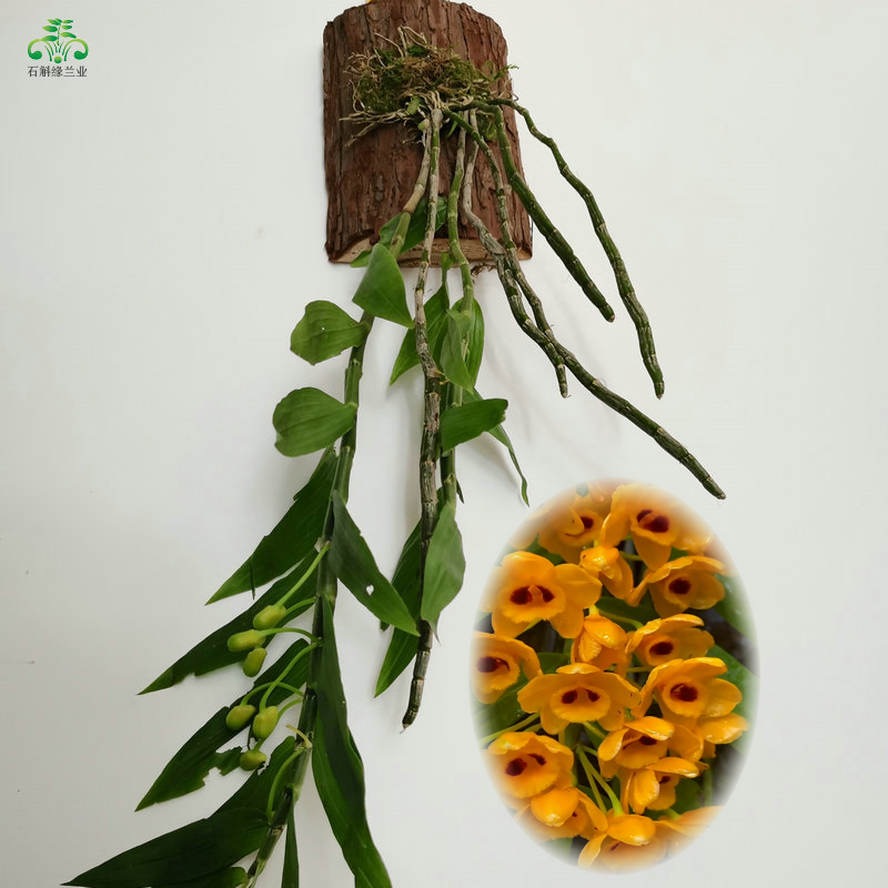 浓香型束花秋石斛庭院窗阳台盆栽绿植物寄生挂吊兰花卉可鲜条食用