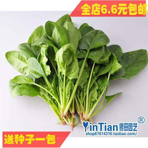 Yin Tian Seed Industry Yin Tian gardening Vegetable Seeds Spinach seeds 10 gram full 6.6 elementin the Agricultural goods , Seed/Seedlings , Vegetable Seeds  category - from Buy2taobao.com to provide professional Taobao agent buy service