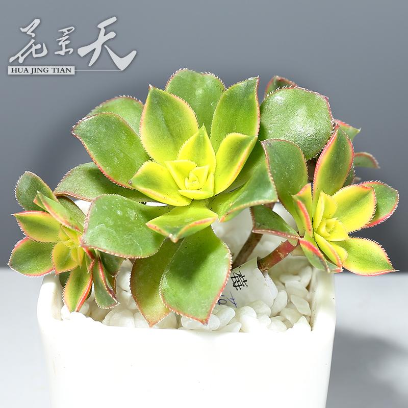 花景天|红缘莲花掌  多肉植物 办公室迷你植物盆栽绿植防辐射