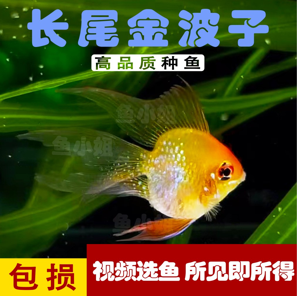 金波子鱼长尾短鲷淡水