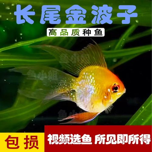 金波子鱼长尾短鲷淡水