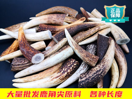 鹿角尖原料把玩烟嘴刀把雕刻DIY入药材料真鹿角半实心一手货源