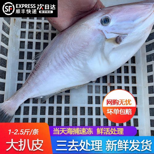 【顺丰到家】大耗儿鱼马面鱼新鲜冷冻扒皮鱼特大老鼠鱼玻璃鱼海鲜