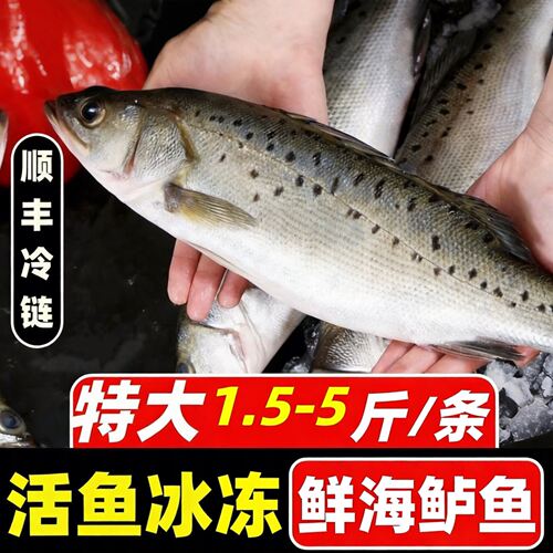 【顺丰到家】海鲈鱼新鲜冷冻海鱼鲜深海鱼七星鱼海鲜水产冰鱼卢鱼