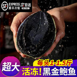 【顺丰空运】黑金鲍带壳鲍鱼鲜活冷冻正品澳洲黑边鲍壳新鲜大鲍鱼