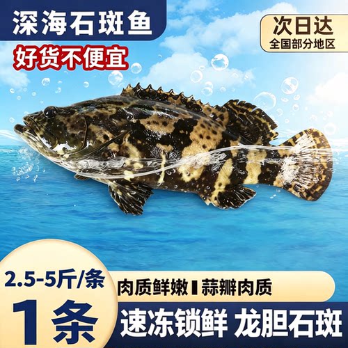 【顺丰到家】龙胆石斑新鲜冷冻超大深海斑鱼龙胆龙趸老虎斑新海鲜
