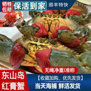 【顺丰到家】青蟹鲜活特大全母红膏蟹海螃蟹大红鲟母蝤蠓年货礼盒