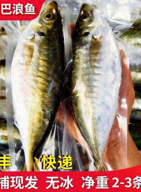 【顺丰到家】东山岛养殖大巴浪鱼竹夹鱼蓝圆鲹土豪巴浪鱼小竹荚鱼