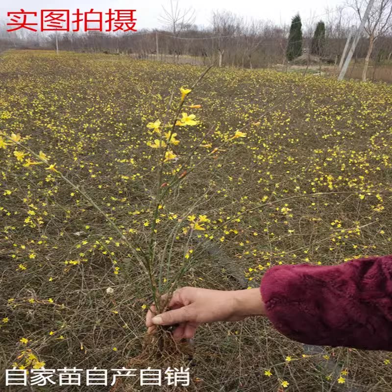庭院迎春花垂吊植物春天