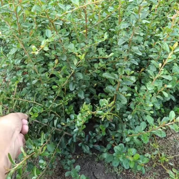 火棘果树苗火棘球树苗观赏盆栽火棘树苗火棘小苗带刺篱笆植物