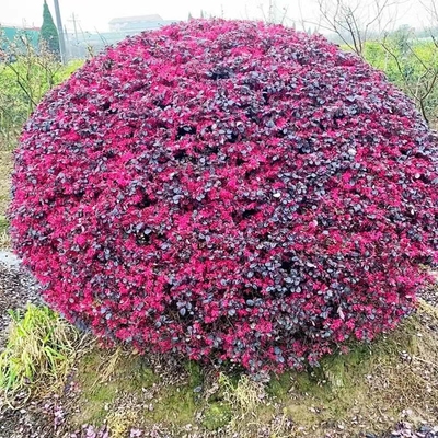 金叶女贞冬青球绿化苗木别墅庭院