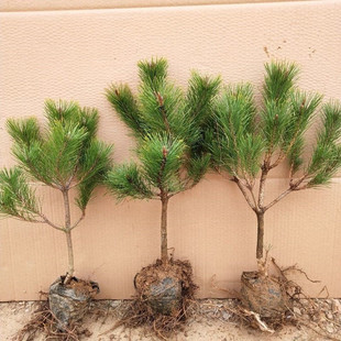 松树苗 黑松小苗白皮松小苗.黑松盆景苗.五针松盆景 雪松树苗山松