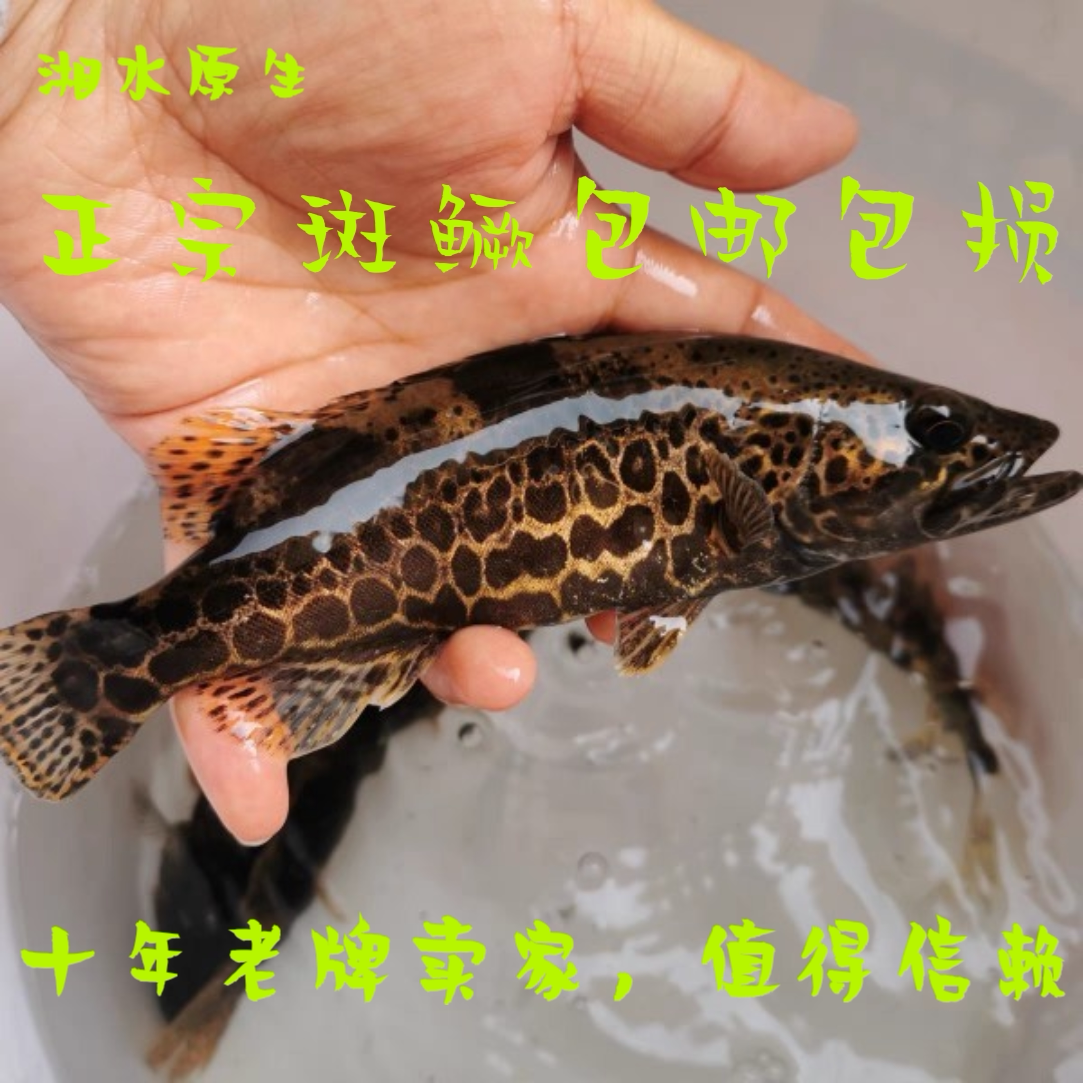 斑鳜鱼活体鱼苗桂花鱼老虎圆桶鳜鱼