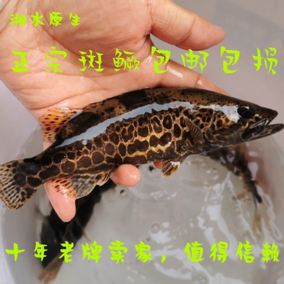 斑鳜鱼活体鱼苗桂花鱼老虎圆桶鳜原生鱼凶猛淡水好养非养殖翘嘴鳜