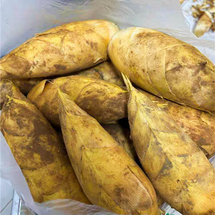 农家高山现挖冬笋新鲜现挖湖南省邵阳绥宁水口特产冬笋顺丰包邮