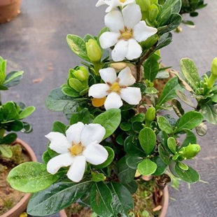 日本原生达摩栀子花 很香的栀子花品种 盆景素材
