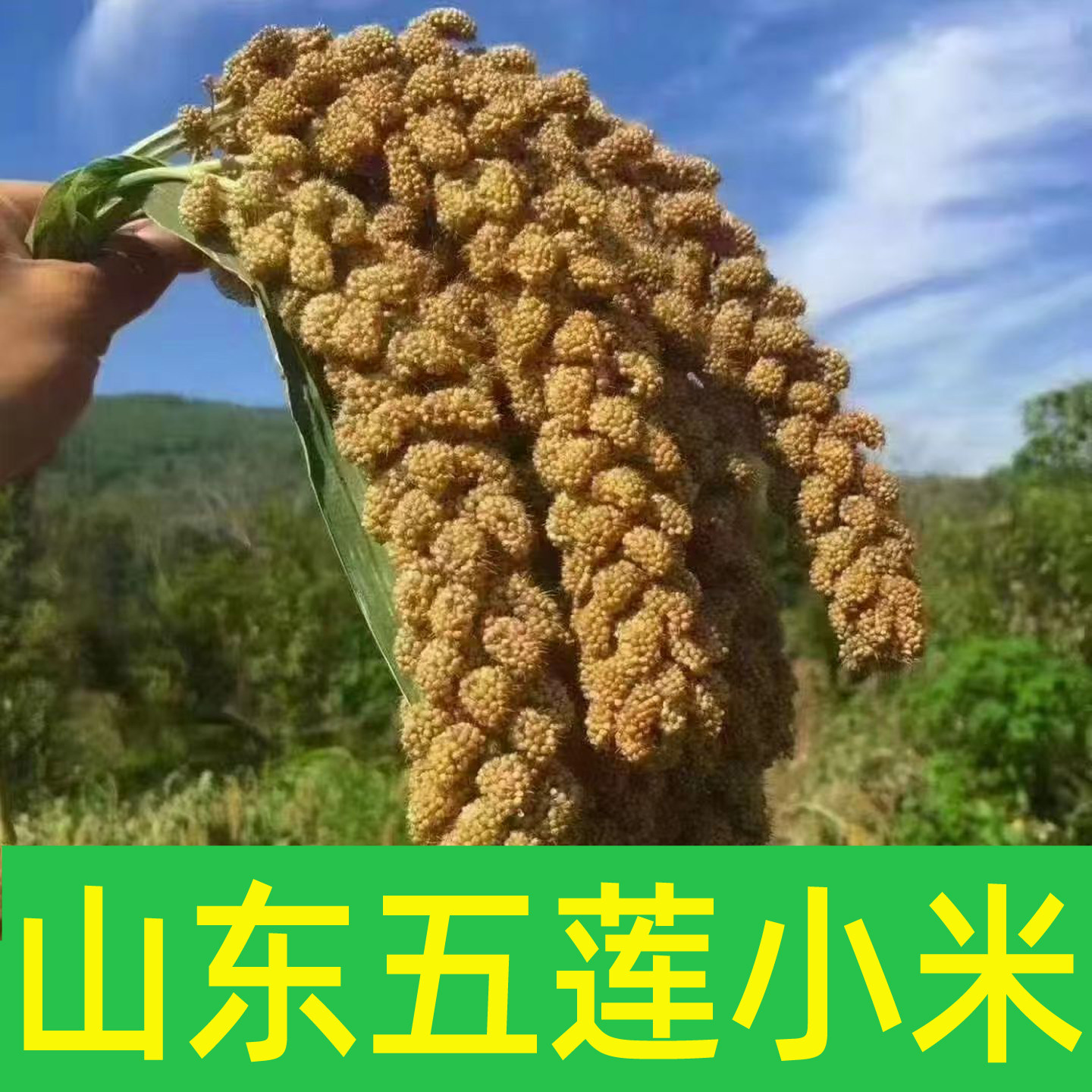 山东黄小米月子米农家自种山地米