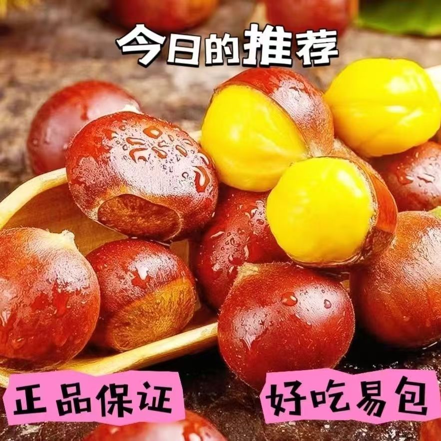 山东板栗生新鲜批发栗子板栗刺球野生栗子自然成熟五莲板栗5斤