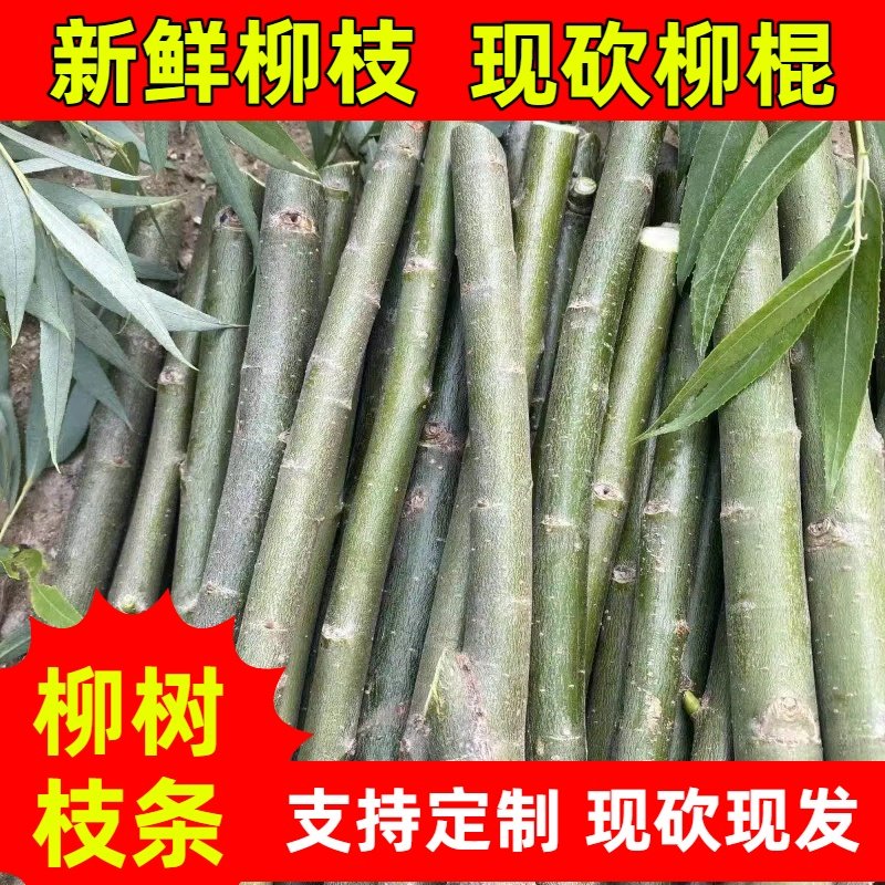 2026新鲜柳树枝条柳树棍棒旗杆压惊柳树枝条柳条新鲜柳树叶,家居饰品,干花/花瓣/干花包/干树枝,淘宝优惠券,粉丝福利购,淘宝优惠卷