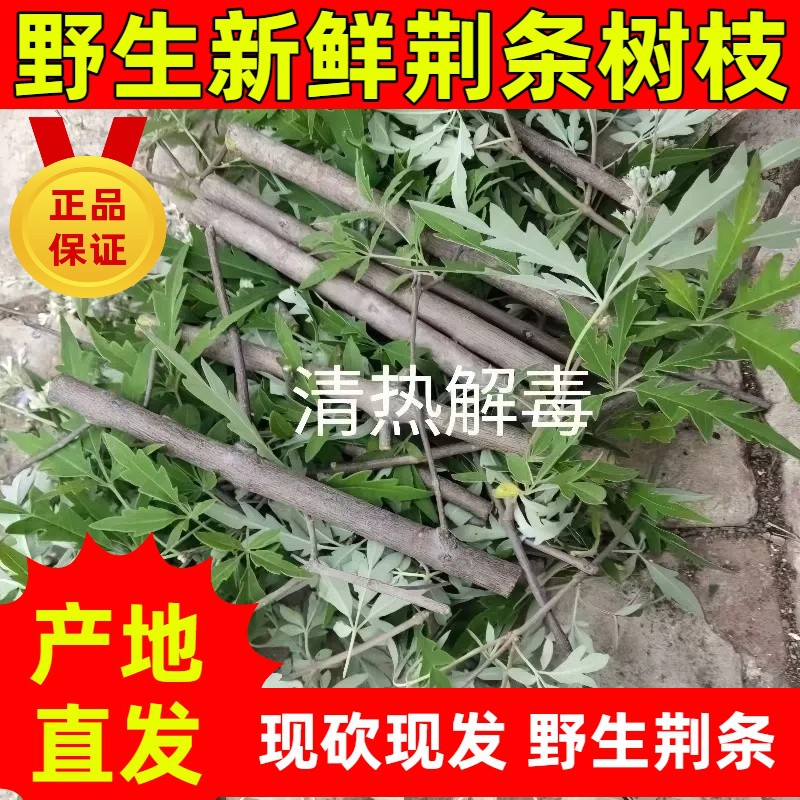 新鲜野生黄荆条枝新鲜荆条树枝