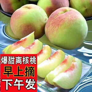 山东青州蜜桃桃子新鲜脆桃毛桃甜桃硬桃孕妇甜脆现摘现发应季水果