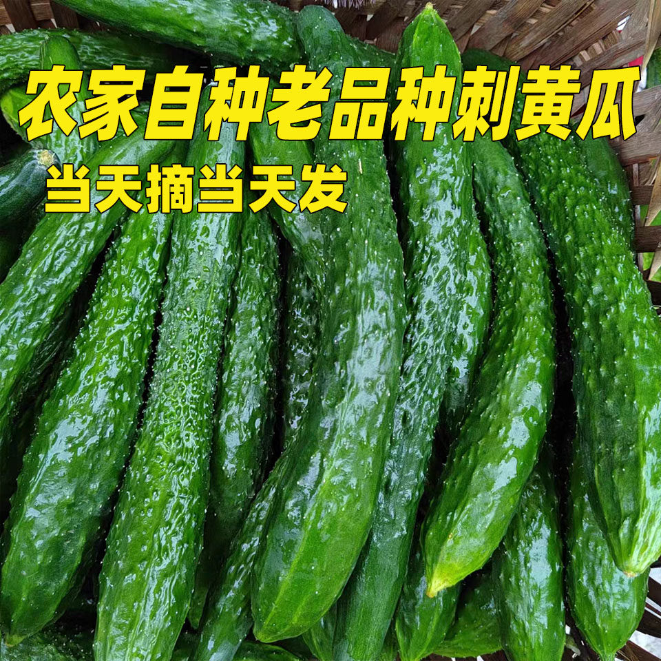 山东农家现摘带刺黄瓜可生吃脆甜