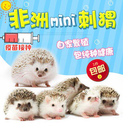 非洲迷你刺猬活体宠物幼崽宝宝原色杏色白色健康自家繁殖