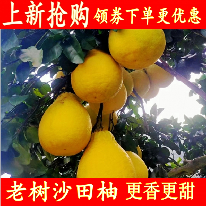 湖南江永香柚金柚纯甜柚子比广西沙田柚容县柚子蜜柚甜30斤包邮