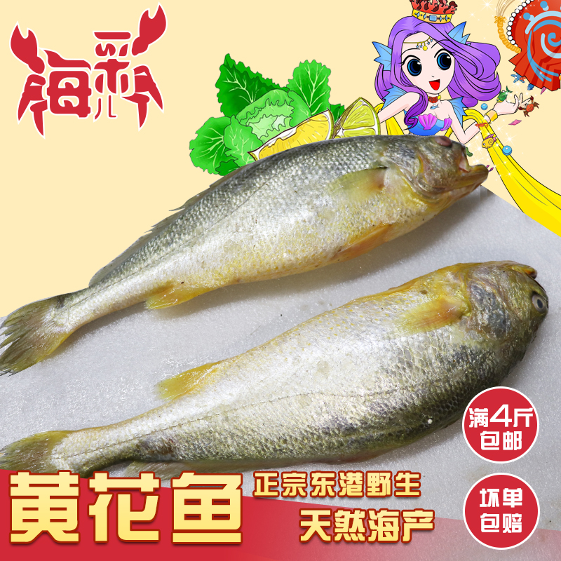 北黄海新鲜大黄花鱼  海捕冰鲜 1.5斤左右一条  标价为一斤的价格