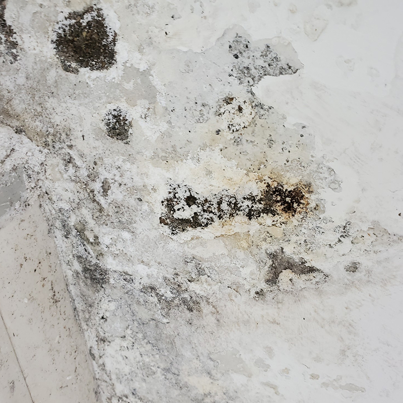 墙面防水材料防碱防霉潮湿渗水